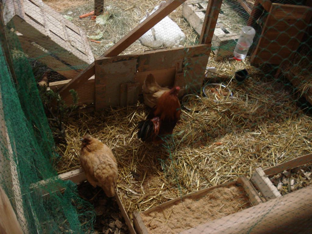 Foto: Regina Franziska Rau - Gut Aiderbichl in Stallach bei Iffeldorf - bei den Osterseen - hier: glückliche Hühner mit ihrem stolzen Hahn